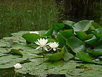 莲花