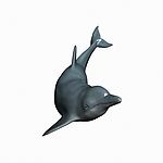 海豚