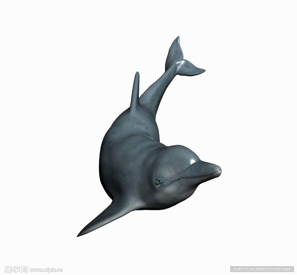 海豚