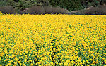 自然风景 田园风光