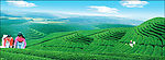 茶山