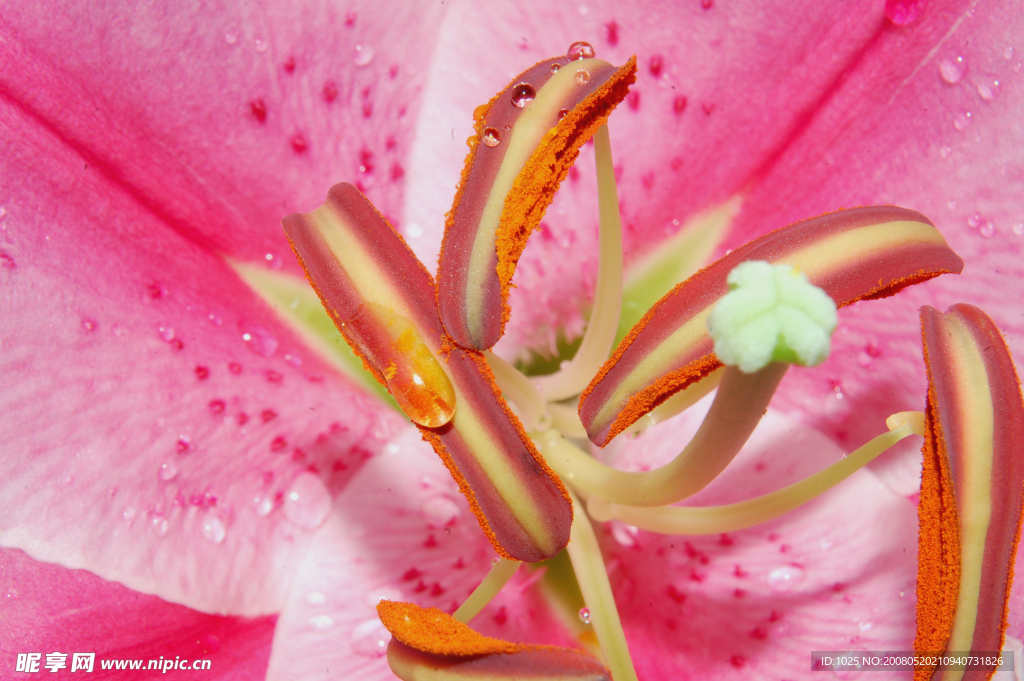 花蕊