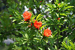 石榴花