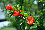 石榴花