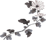 国画—菊