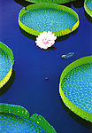植物特写
