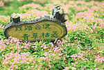 绿草青青 践踏无情