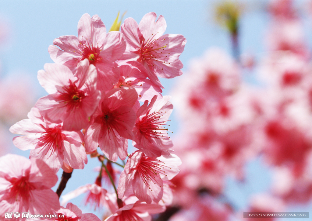 杜鹃花