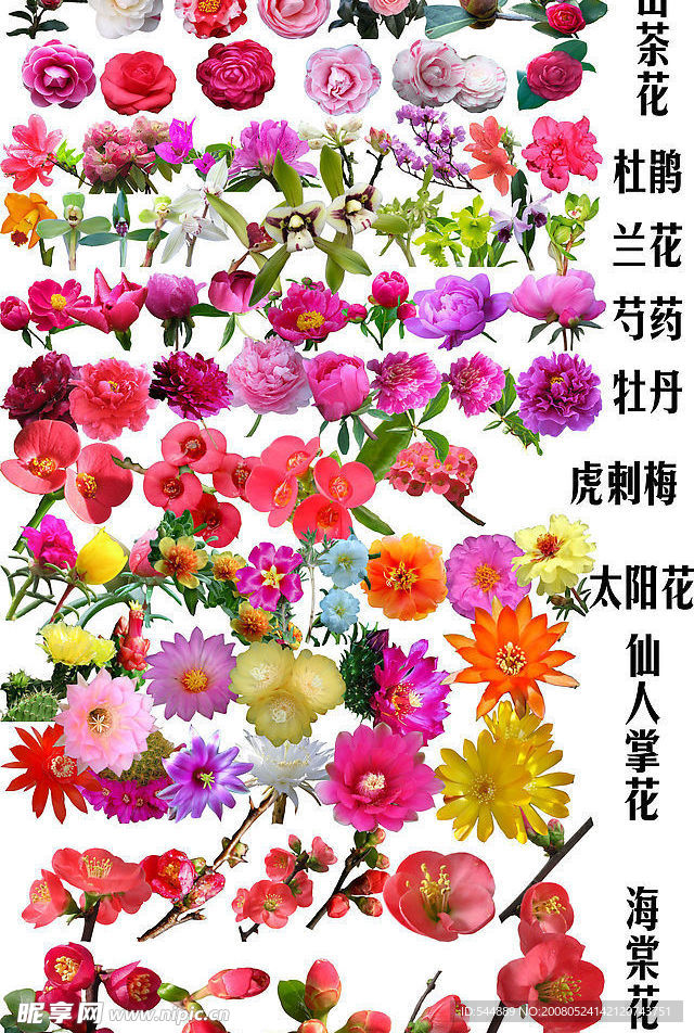 花卉大全１