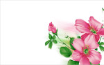 精美花纹