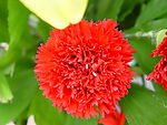 花 特写花  红花 红色