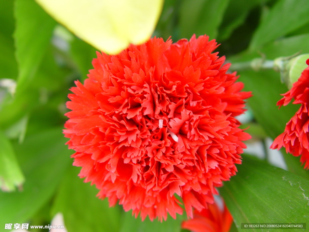 花 特写花  红花 红色