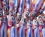 海洋生物 鱼 肌理 背景