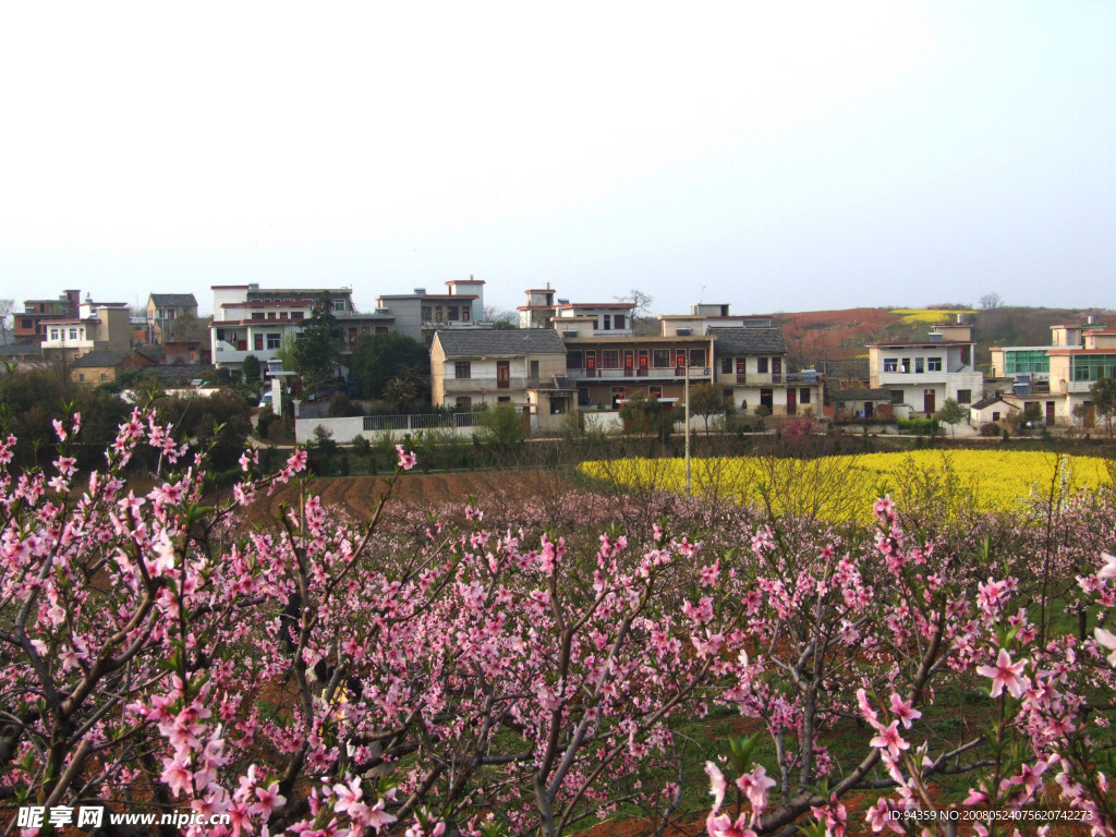桃花