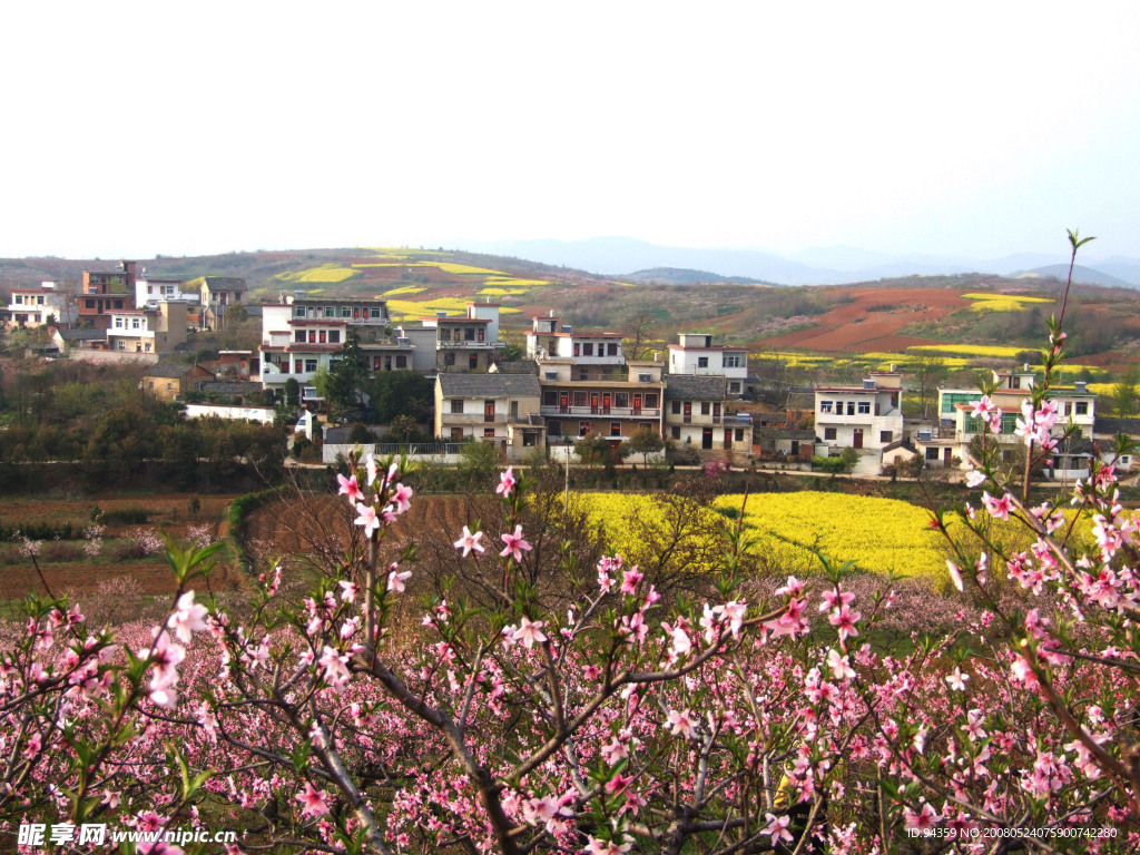 桃花