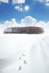 冬雪