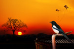 夕阳