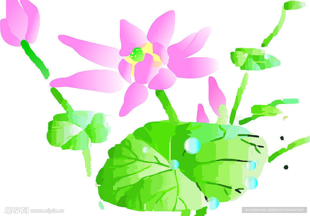 荷花