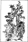 花纹