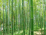 竹林