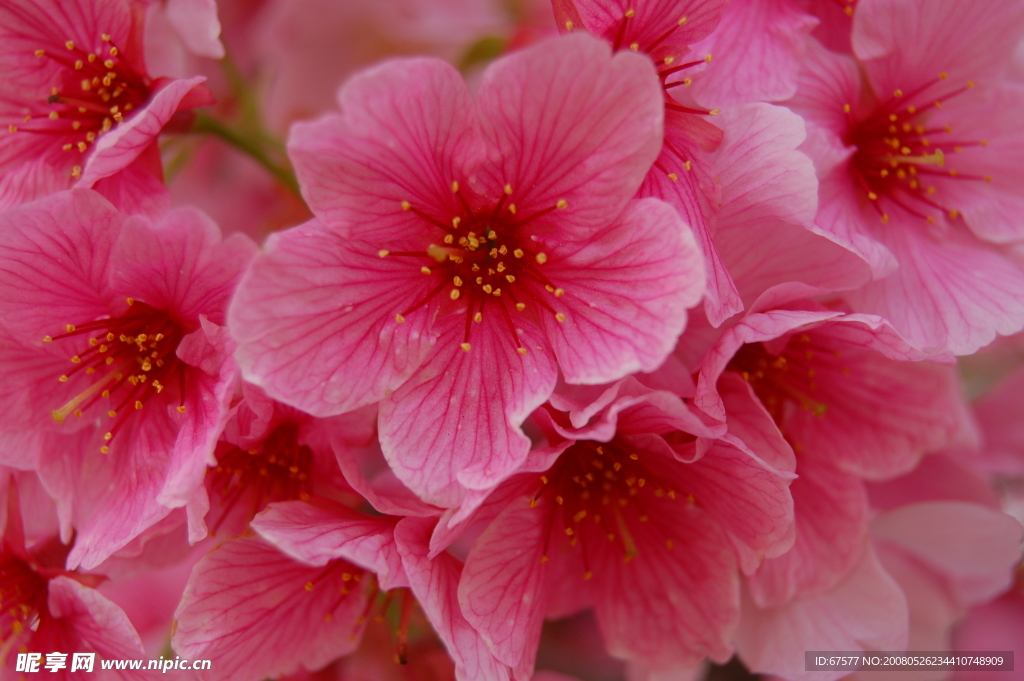 红花 花簇