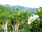 古茶树