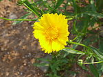 小花