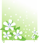 百合花