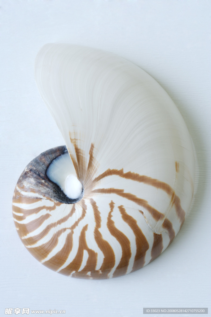 贝壳