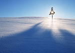 雪树