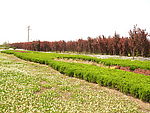 公路绿化带