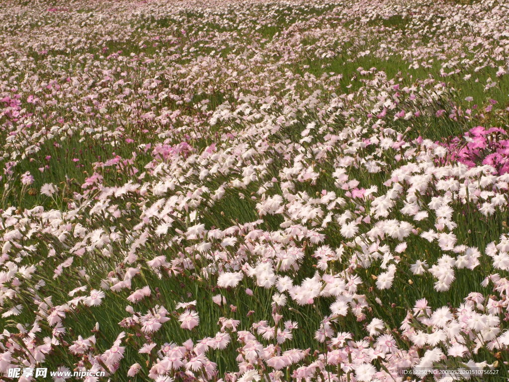 繁花点点