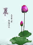诗意荷花