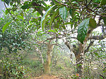 古茶树