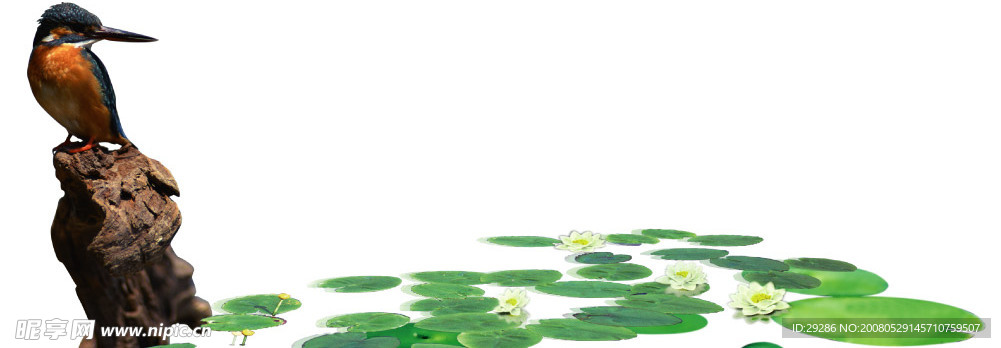 鸟和荷花