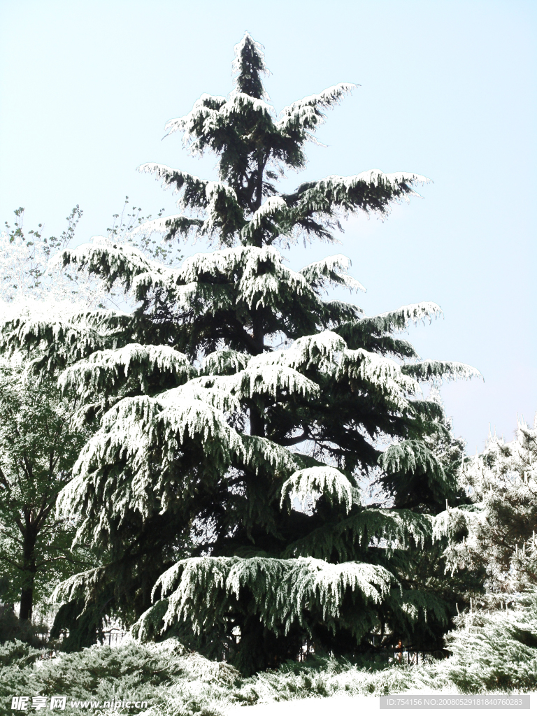 雪松