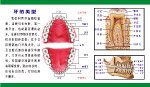 牙齿结构图