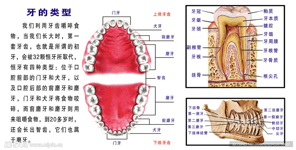 牙齿结构图