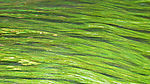 水草