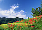田野
