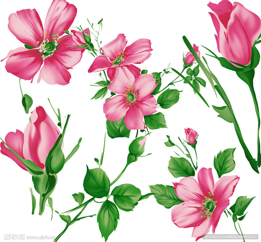 粉红大繁花PSD