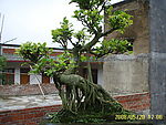 榕树盆景3
