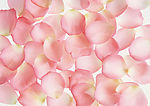 花瓣