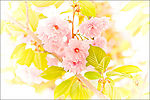 灿烂樱花 1