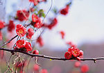 漂亮的花