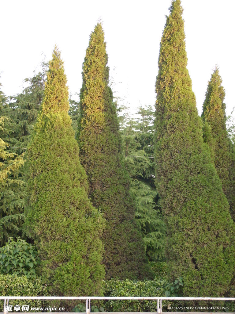 松树