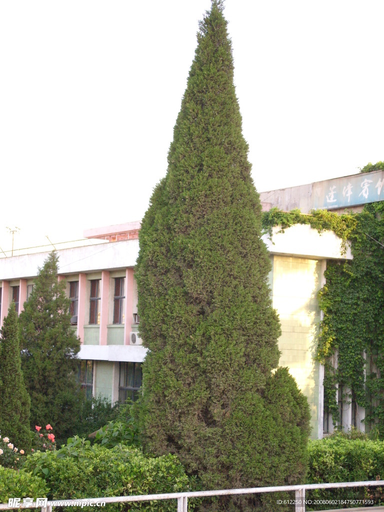 松树