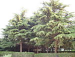 松树