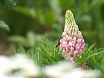 野花