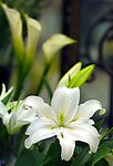 鲜花